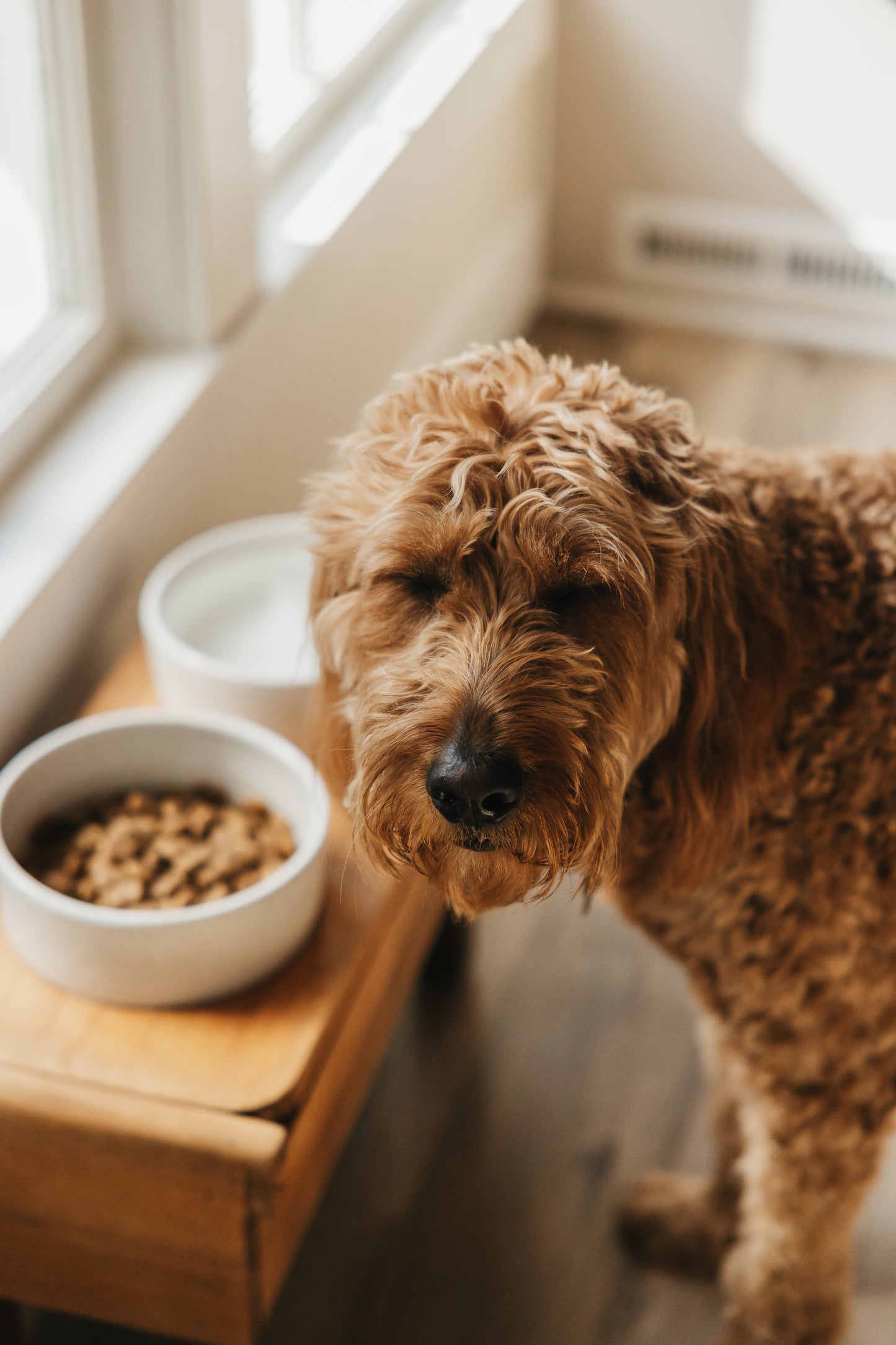 Dog Bowl