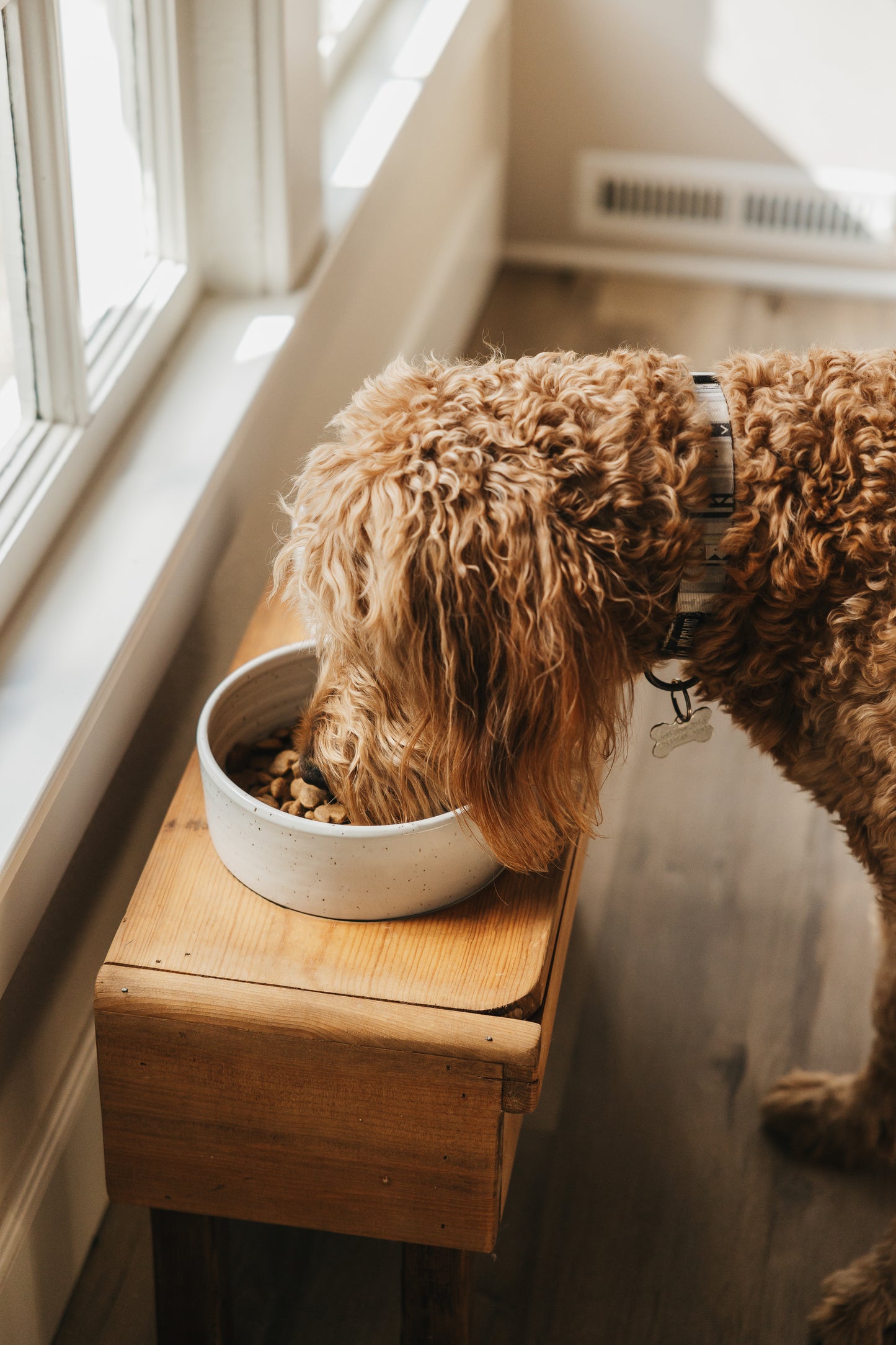 Dog Bowl